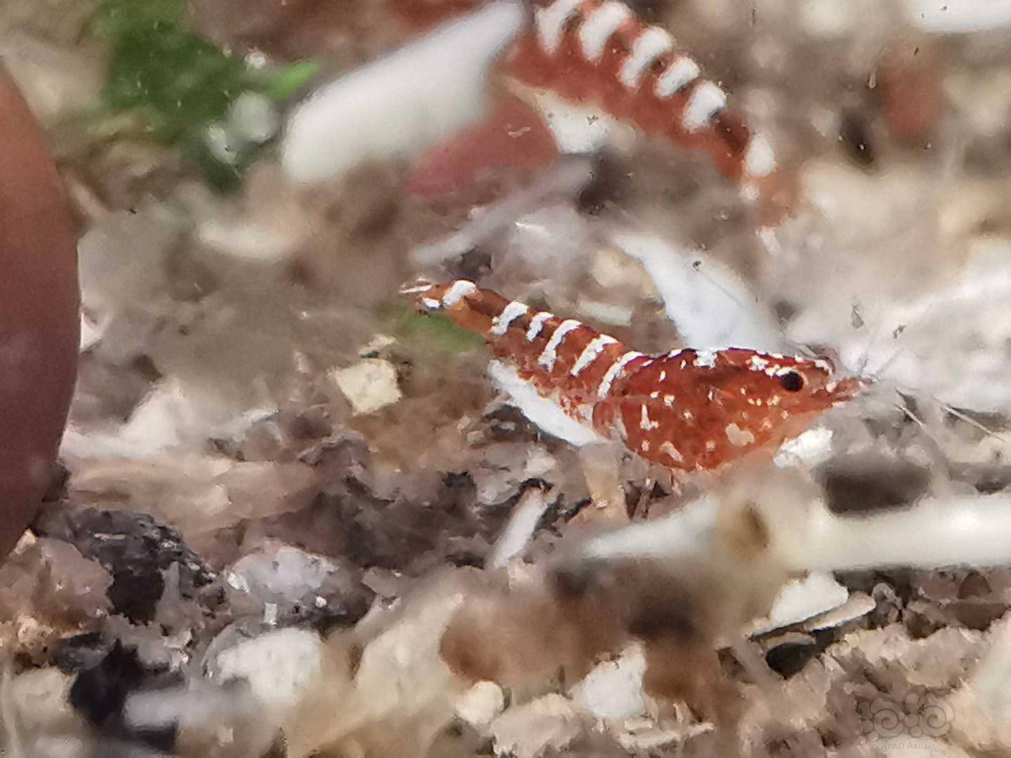 可爱的虾宝宝们