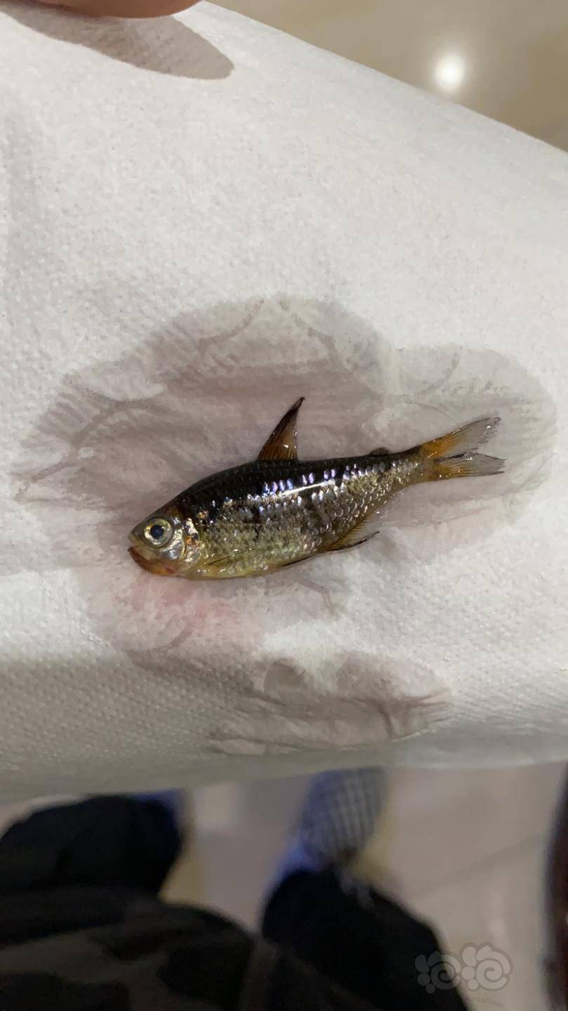 灯科鱼欲哭无泪前几天发的陆陆续续死完了