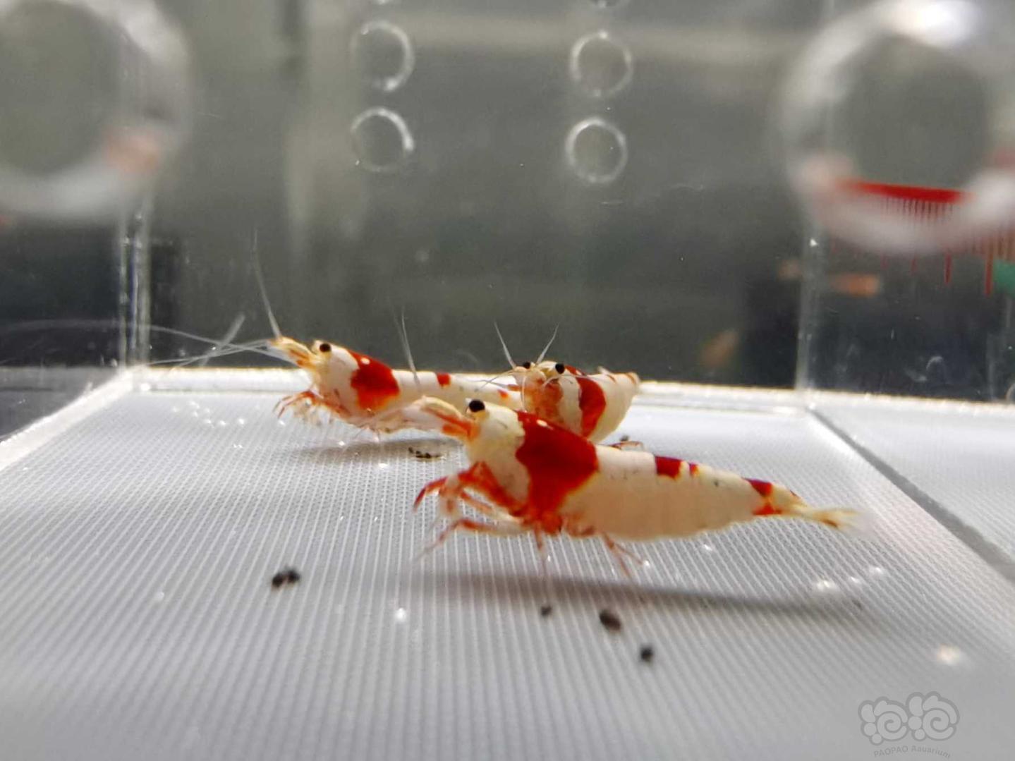 【虾】2020-12-27#RMB拍卖#纯血红白水晶虾3只-图2