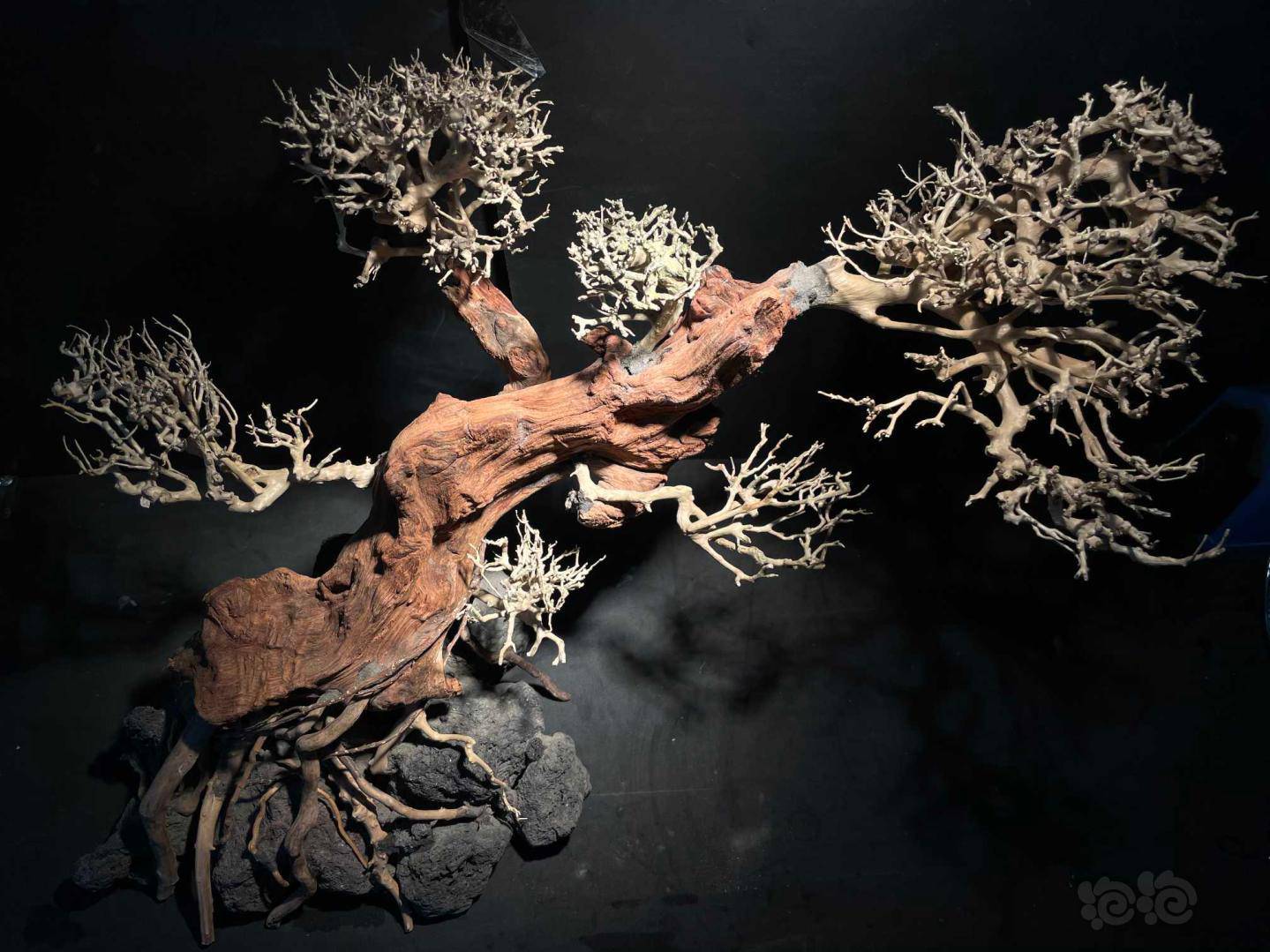 其他自制骨架造景迎客松莫斯树