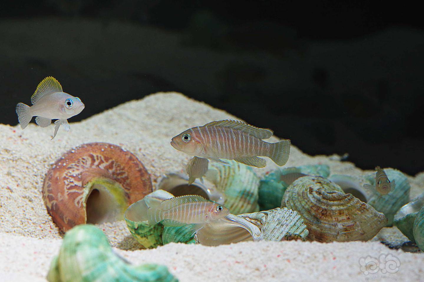 长沙卷贝斑马贝钻石贝黄帆天堂鸟