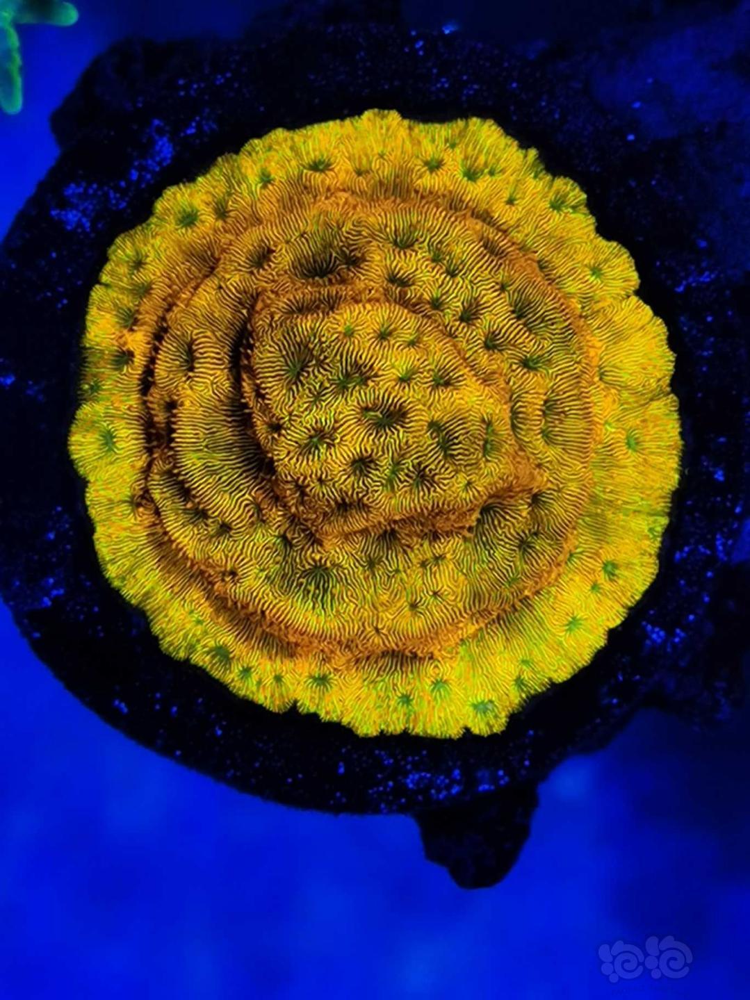 晒晒珊瑚健康-图2