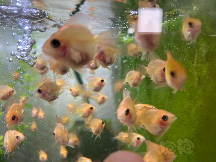 【美洲慈鲷】金波子幼儿园缸里的短绒藻-图7