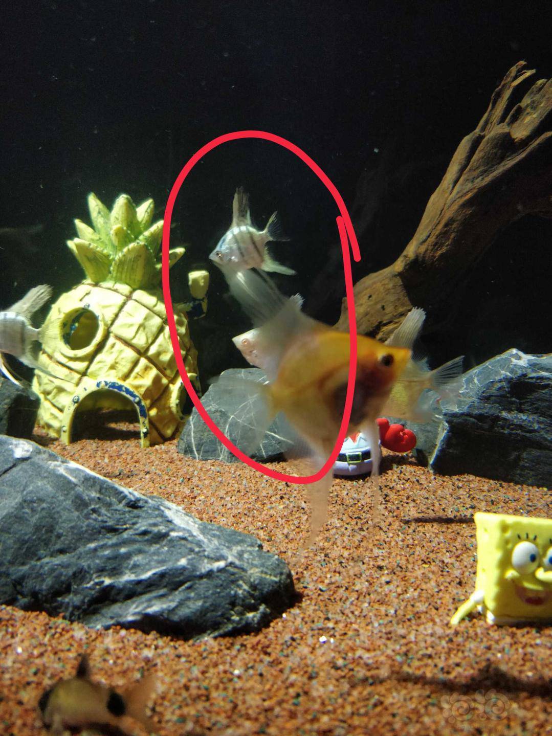 燕子背鳍腹鳍各有一处分叉,求各位大佬帮忙看看