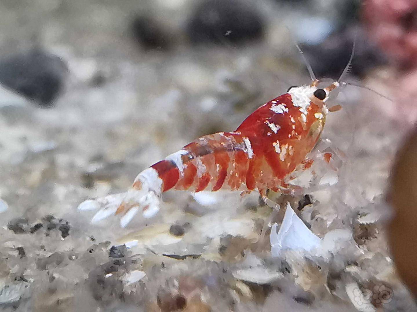 可爱的虾宝宝们