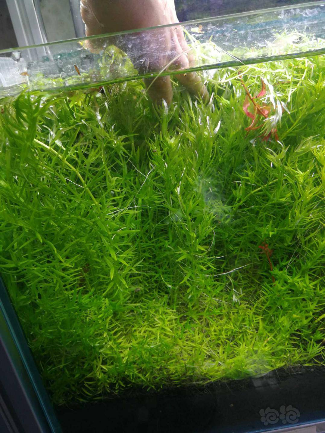 出售大量血红绿宫雨裂龙鞭等等水草