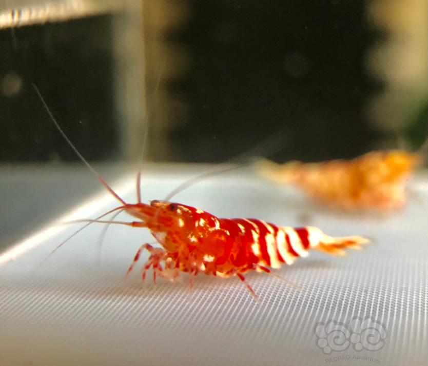 【虾】2020-12-10#RMB拍卖红花虎公虾一份3只-图2