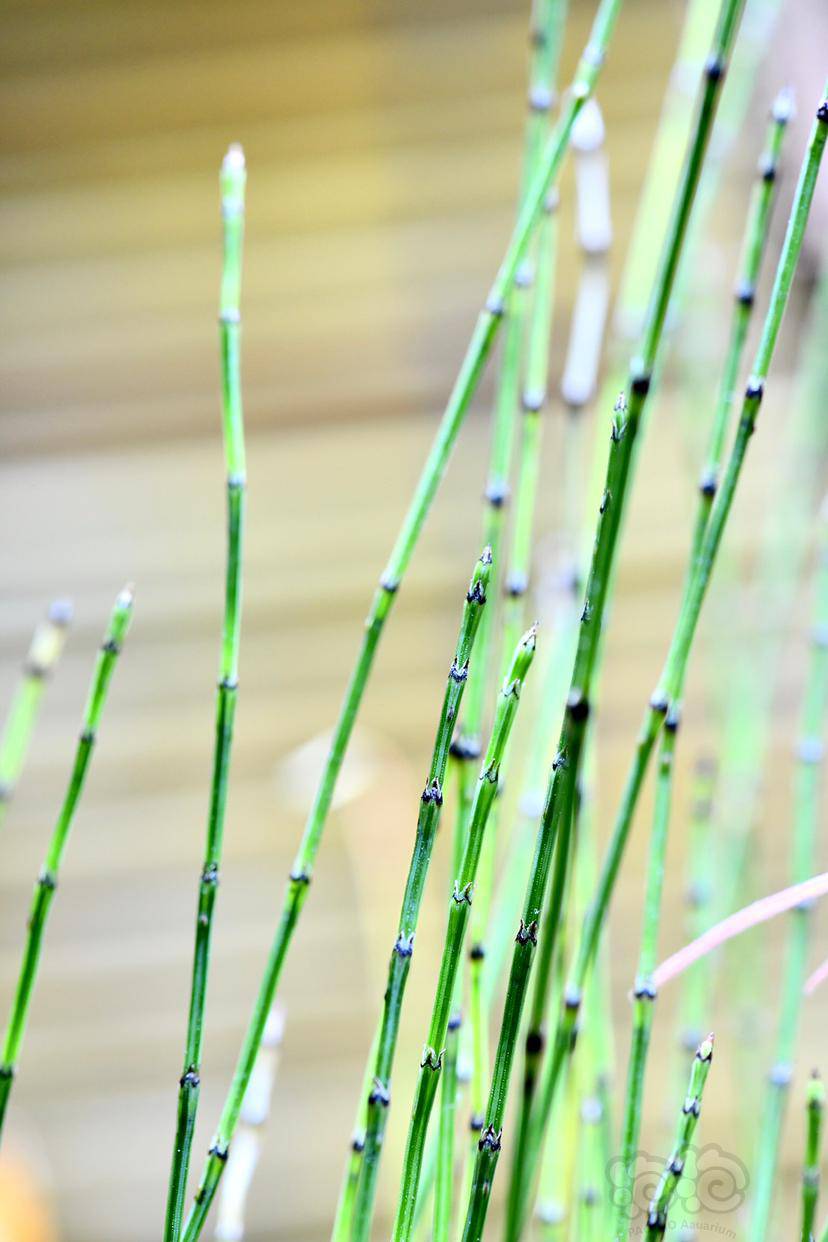 【微景观】坨草缸里的姬木贼