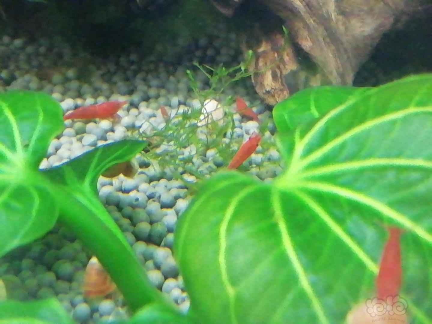 出水草缸里的极火虾-图1