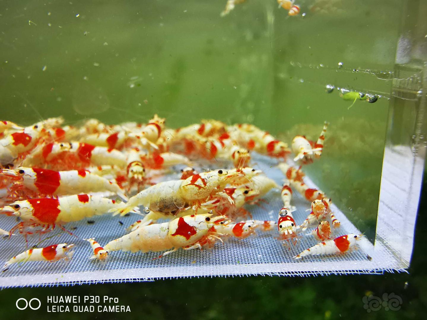 红白纯血水晶虾（打包）-图6