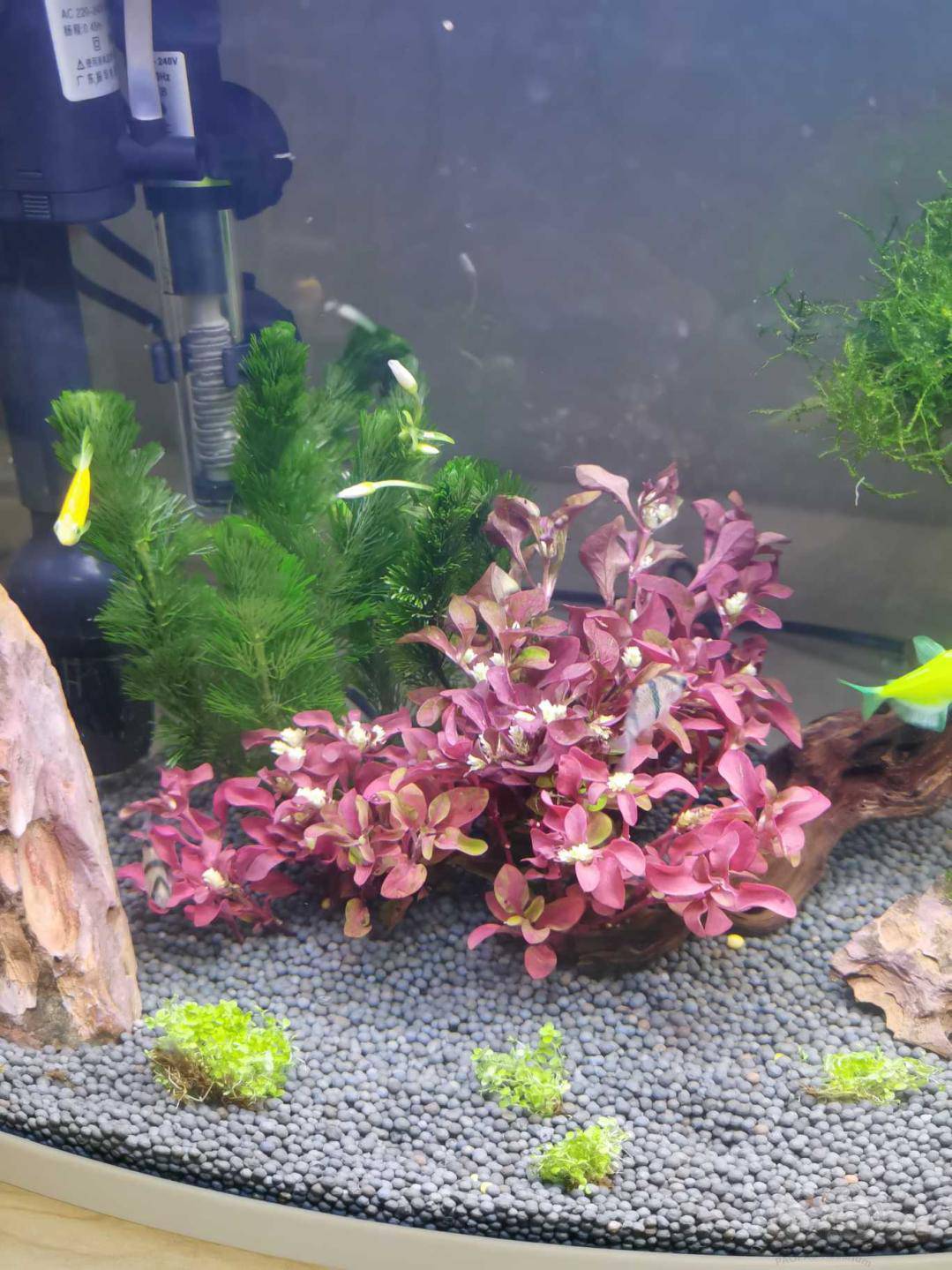 求问,新买的水草开花,是不是水上叶?