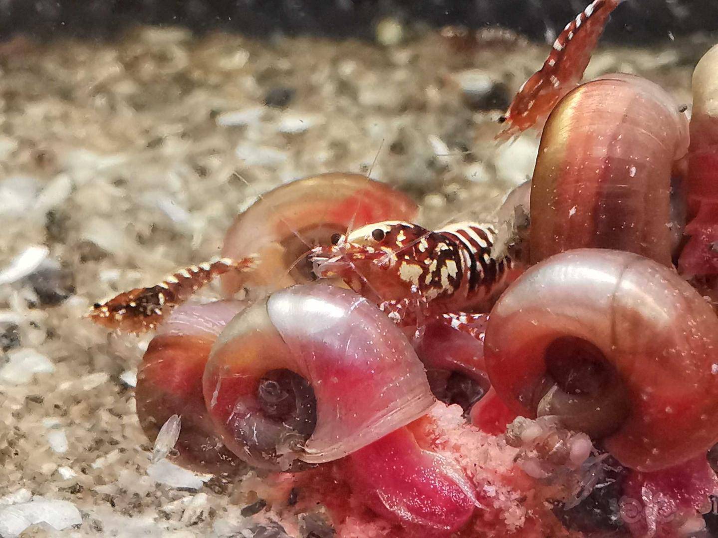 可爱的虾宝宝们