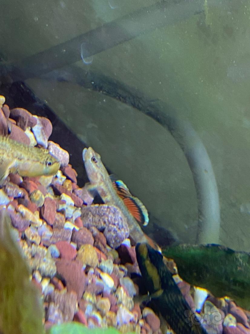 新红吻虾虎鱼-图2