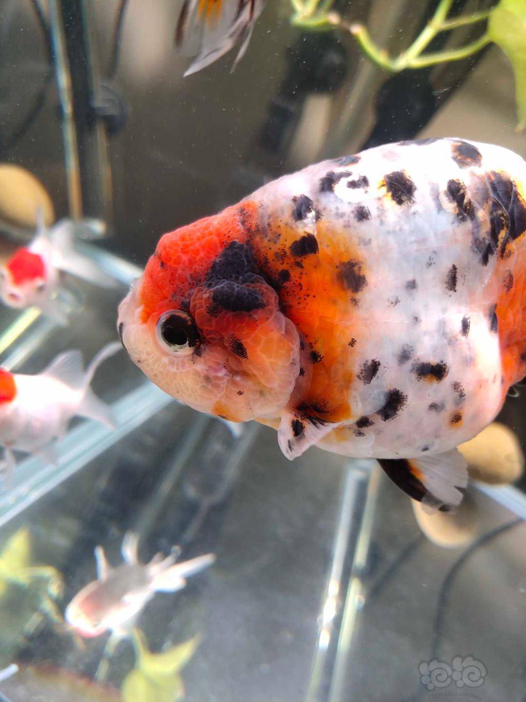 咨询求助大神帮忙看看这兰寿鳃部是什么问题