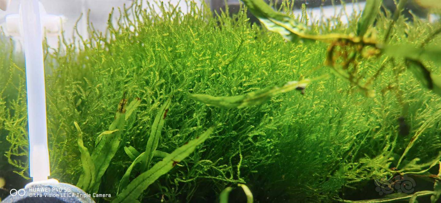 出火焰莫丝 30一板 两版包邮