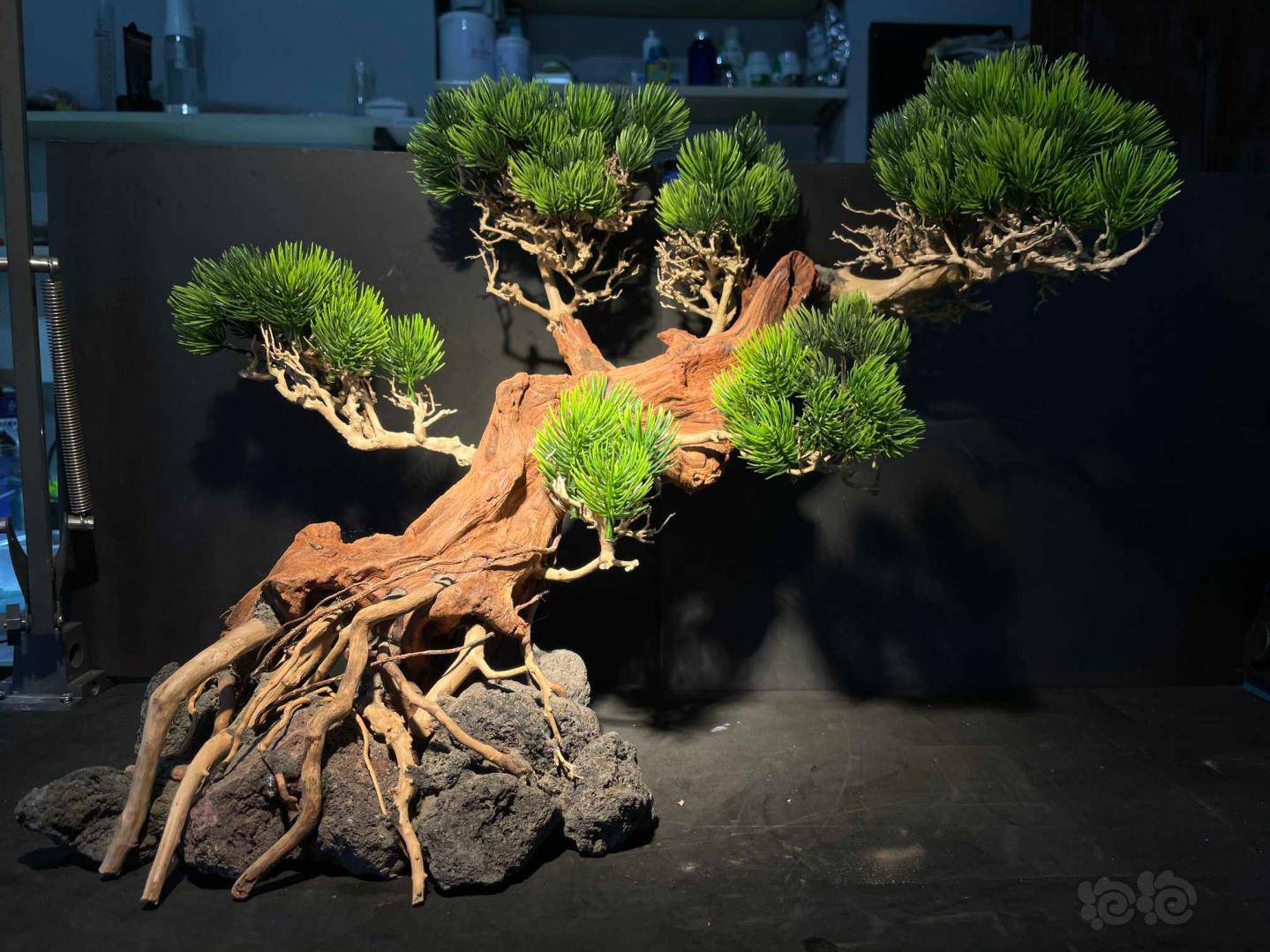 其他自制骨架造景迎客松莫斯树