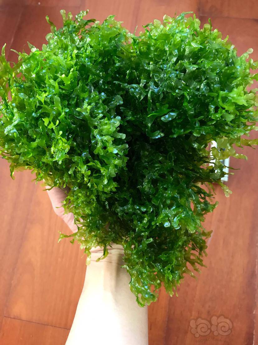 20201216rmb拍卖怪蕨莫斯一份100克