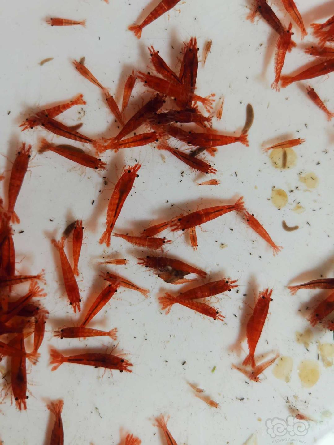 出点淡色的血腥玛丽虾，尺寸1.0—1.8CM-图1