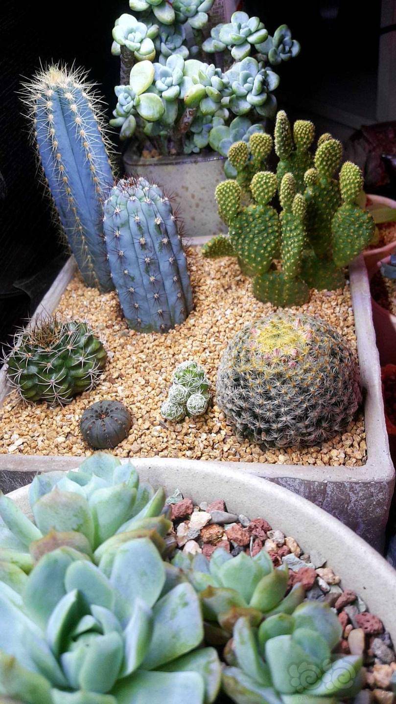 【仙人掌】沙漠绿洲制作完成