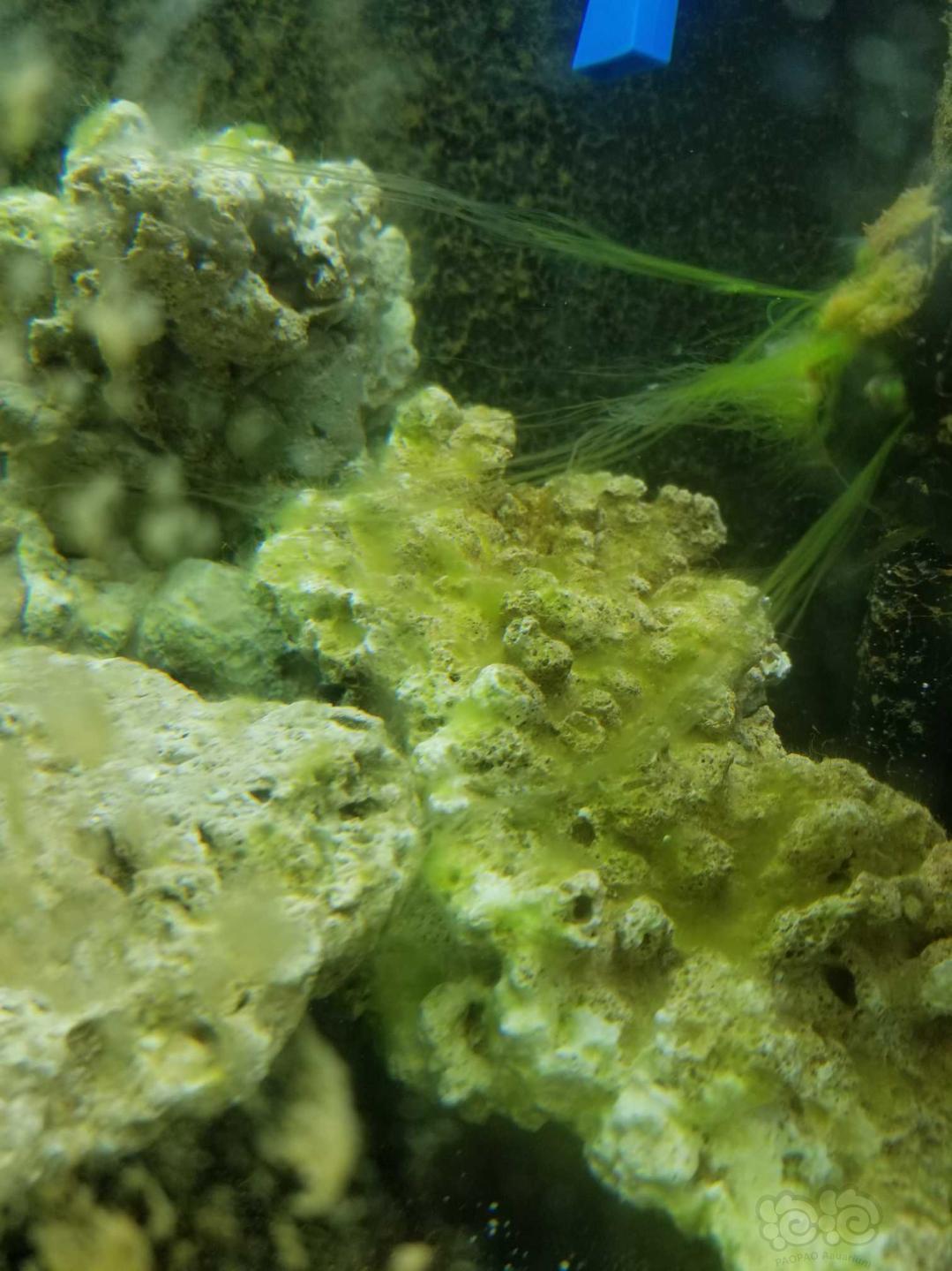 菌膜全部褪去了，就是绿藻长得有点慢-图3