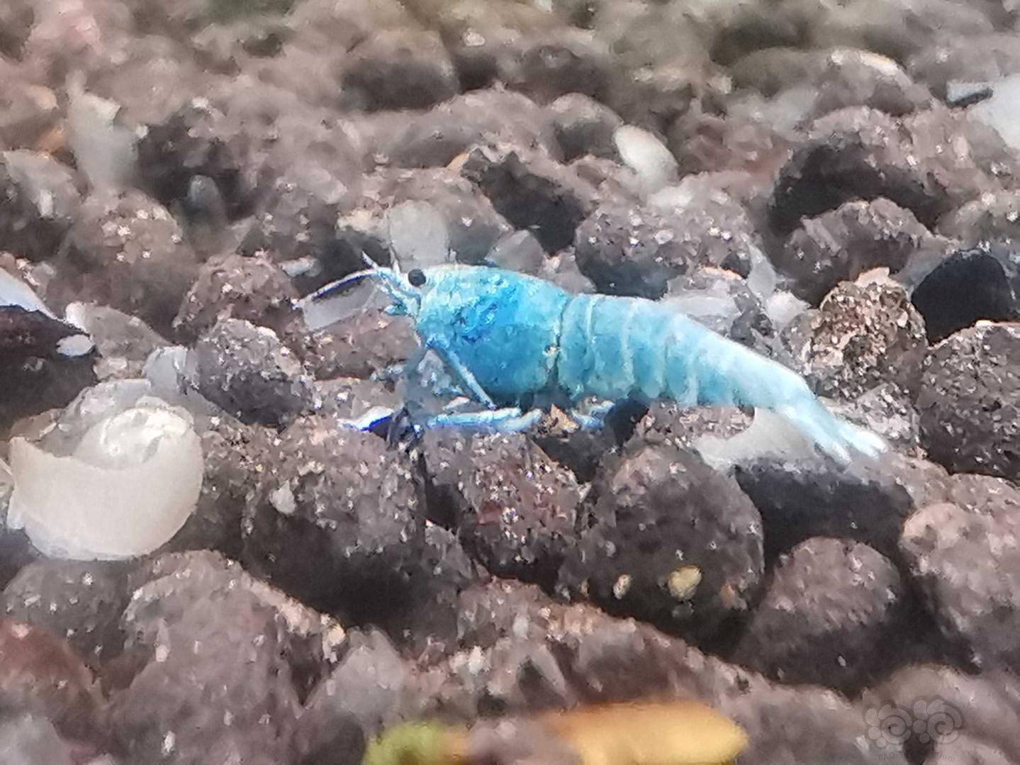 可爱的虾宝宝们