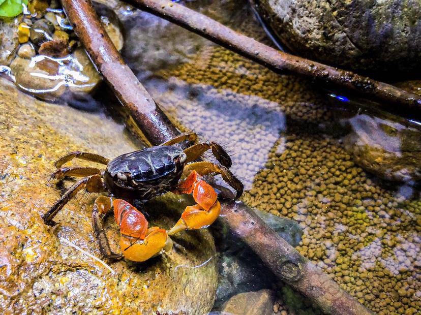 【水陆】溪蟹·不好看我就吃掉它-图8