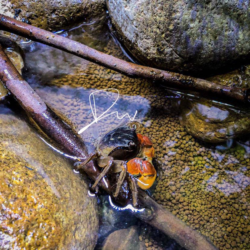 【水陆】溪蟹·不好看我就吃掉它-图9