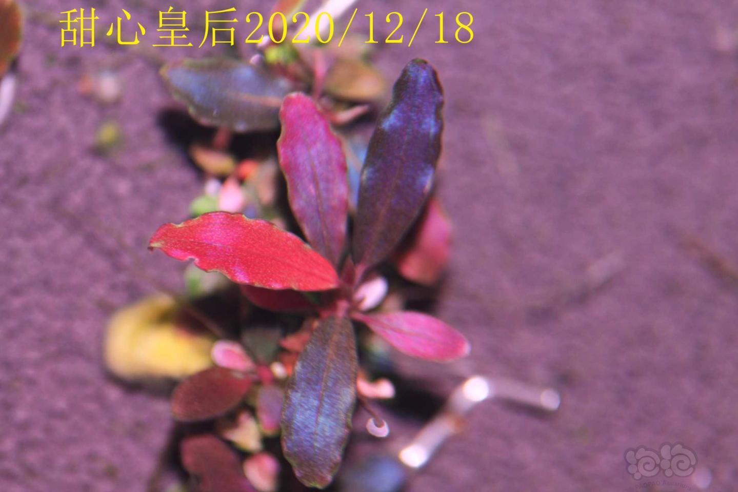 甜心皇后记录2020/12/18-图5