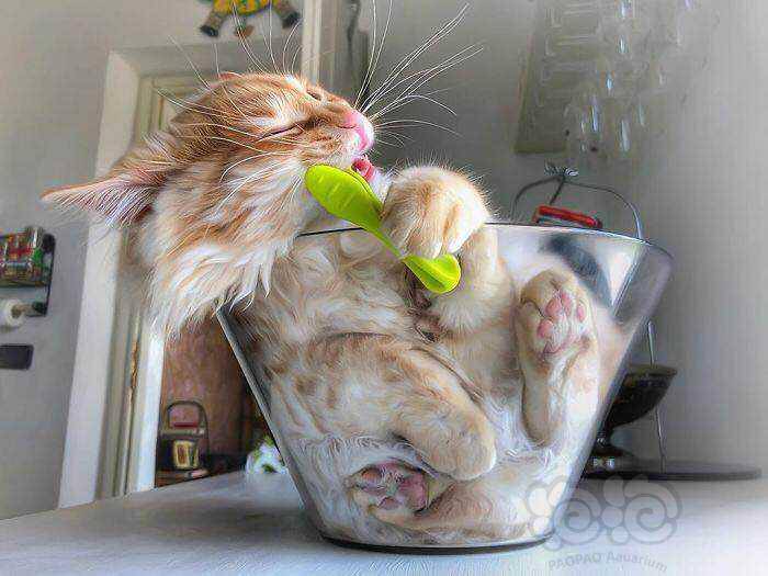 一只意大利的"淘气猫"看起来非常机智,ins上拥有62.9万粉丝 - 泡泡水