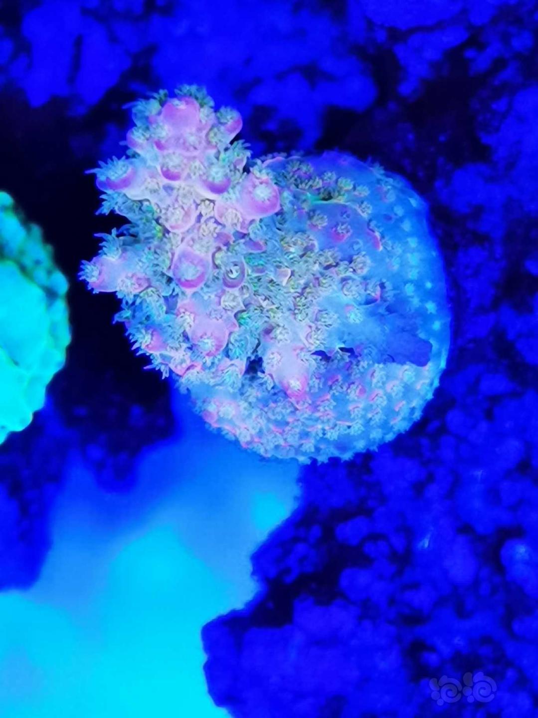 晒晒珊瑚健康-图8