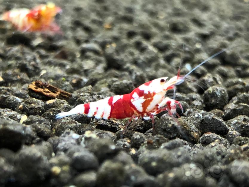 【虾】2020-12-26#RMB拍卖红花淘汰虾16只-图9
