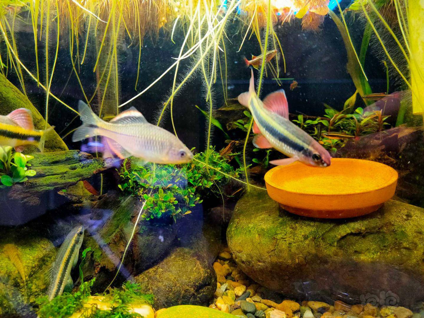 【出售】上海浦东清缸出一些原生鱼,仅限打包-图3