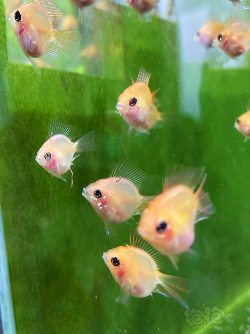 【美洲慈鲷】金波子幼儿园缸里的短绒藻-图4