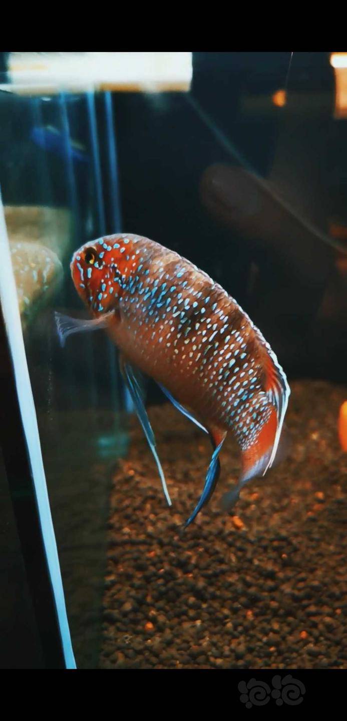 野生龙纹短鲷 - 泡泡水族