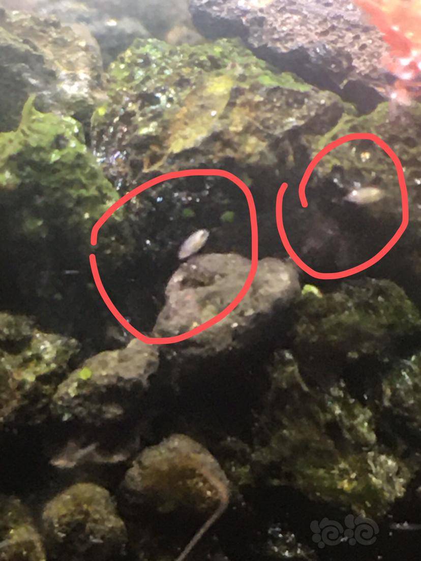 这是水蚤吗?什么怎么除?