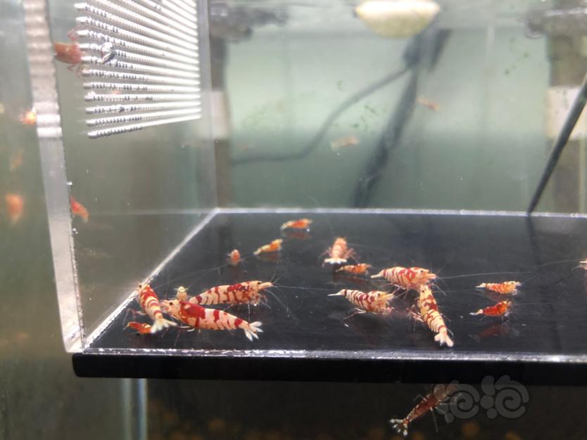 【虾】2020-12-19#RMB拍卖红花淘汰虾18只-图1