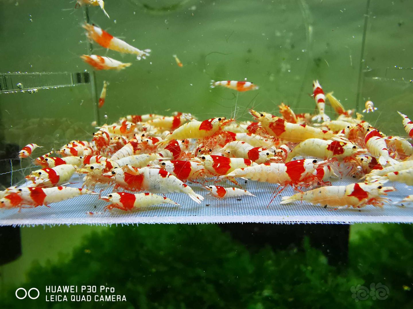 红白纯血水晶虾（打包）-图5