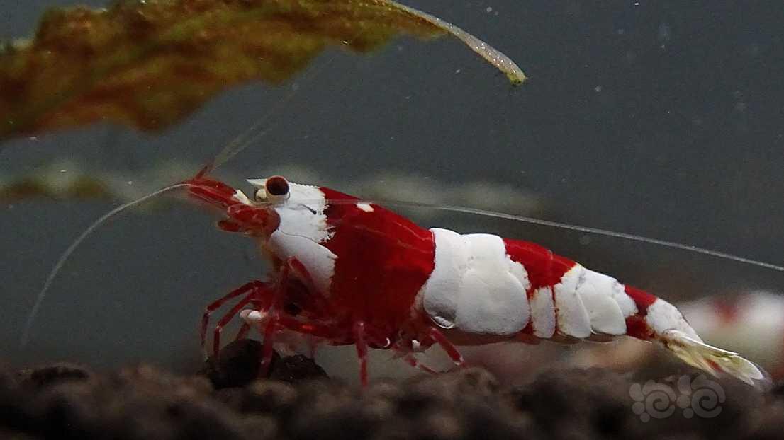 还是红脚小公虾-图1