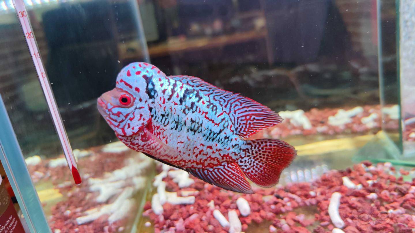 【罗汉鱼】请问下金花罗汉 gh硬度调成多少比较好