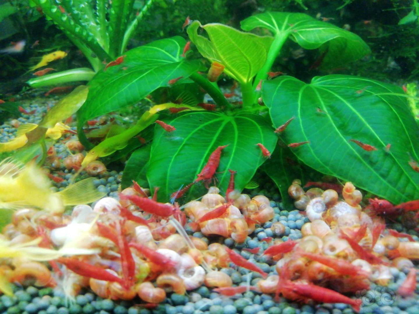 出水草缸里的极火虾-图3
