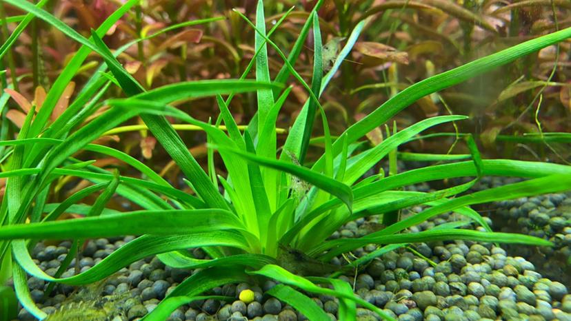 【出售】红箦藻，越南谷精打包-图1