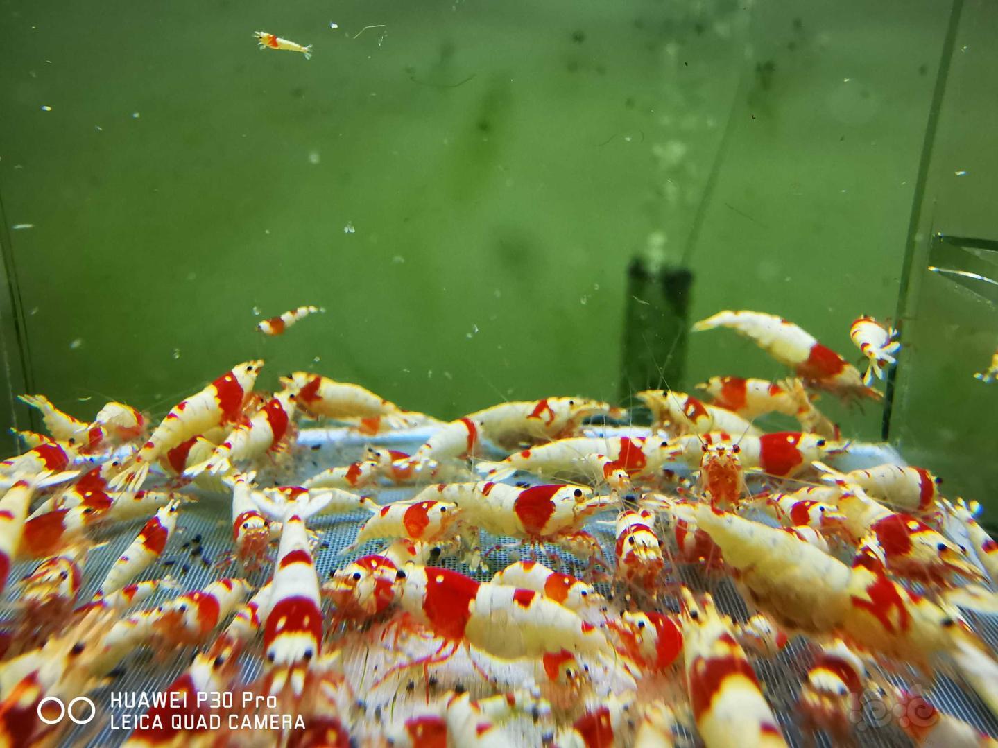 红白纯血水晶虾（打包）-图3