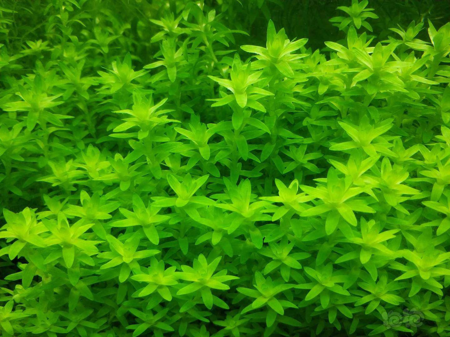 出份太阳类水草