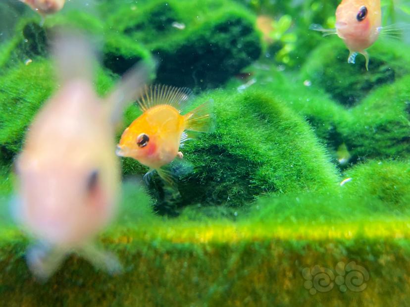 【美洲慈鲷】金波子幼儿园缸里的短绒藻-图2