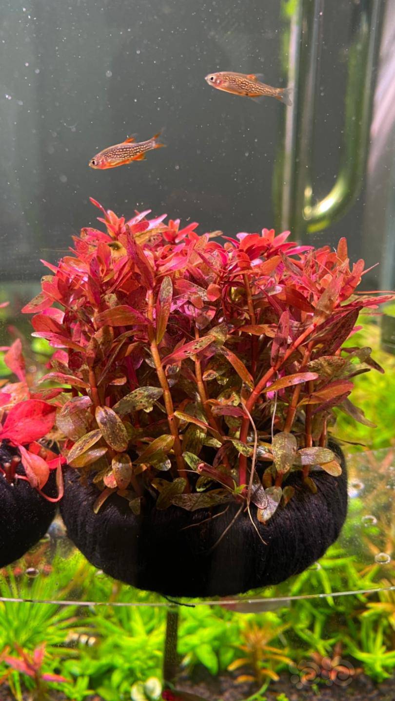 血红宫廷烂叶求助-图2