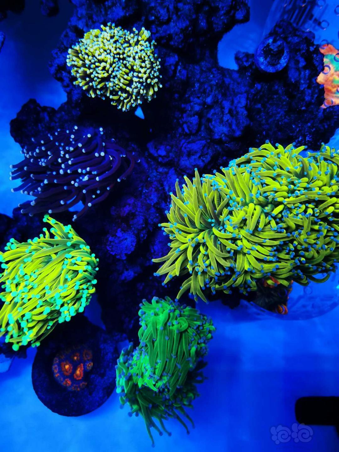 晒晒珊瑚健康-图5