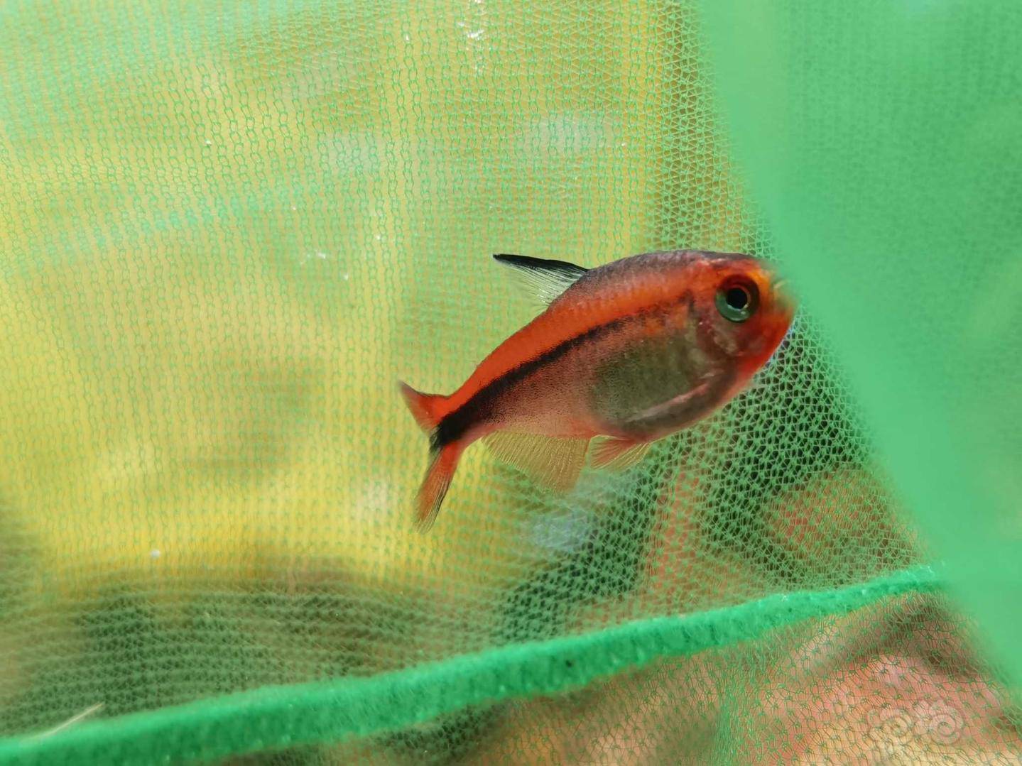 其它红火蚁魔鬼灯鱼