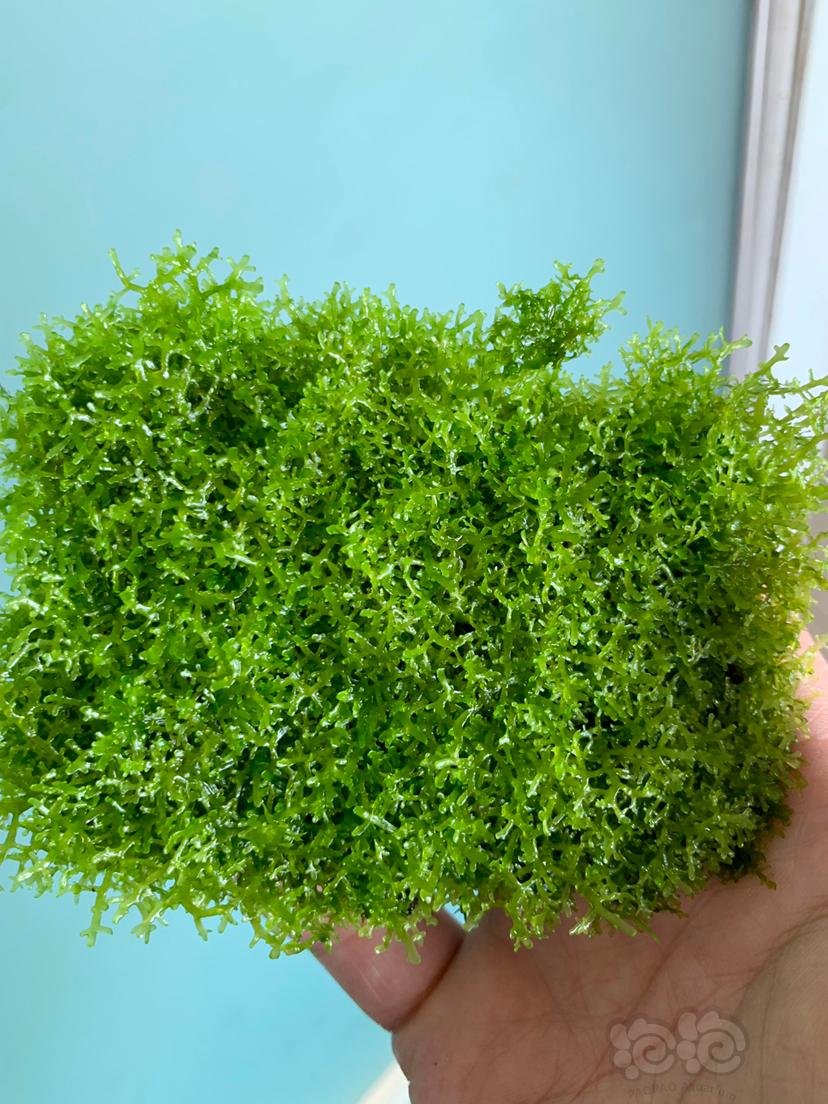 【水草】2021-1-18#RMB拍卖珊瑚莫斯一份顺丰包邮无虫无藻-图2