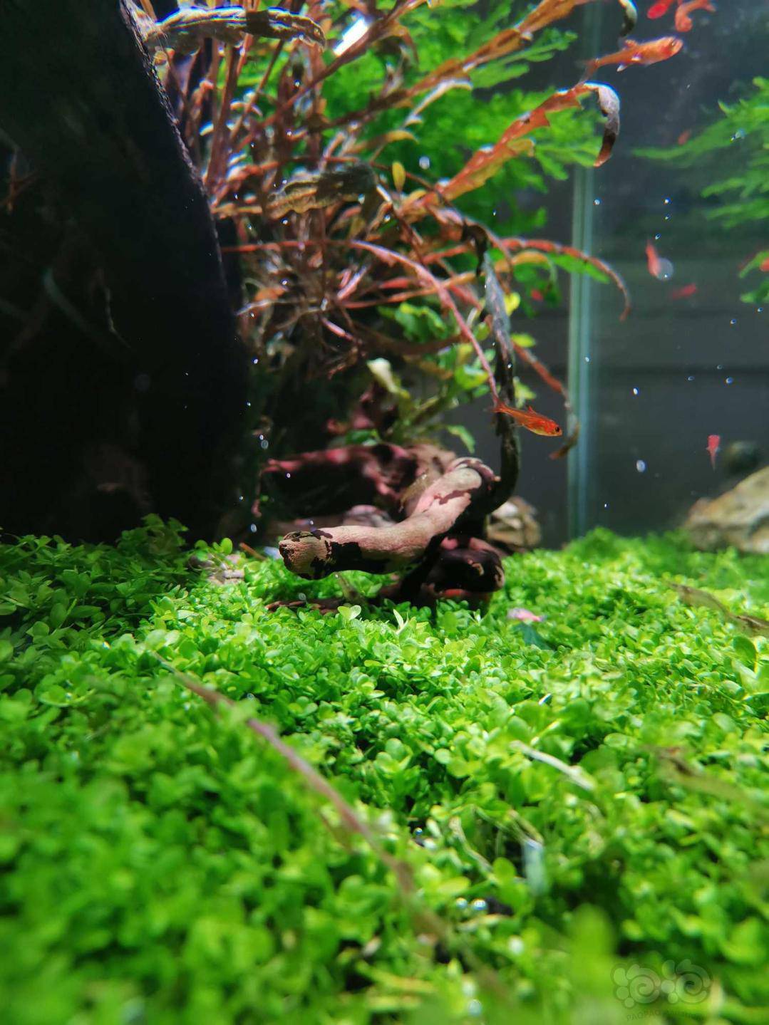 这状态除了晒也就是换水加肥 泡泡水族