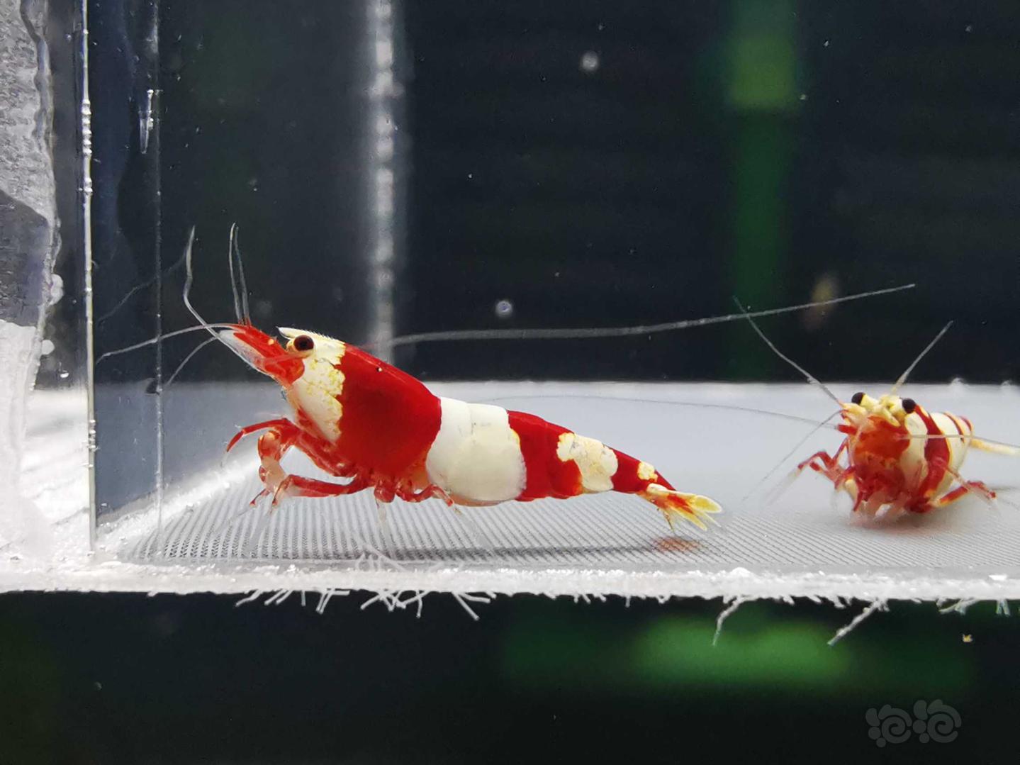 【虾】2021-01-19#RMB拍卖红白水晶虾3只-图3